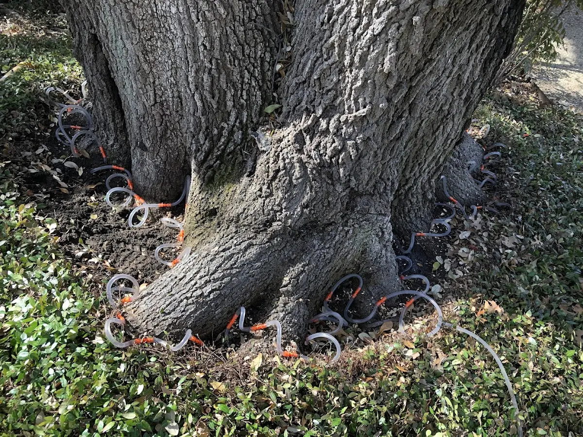 Detailed Tree Cabling and Bracing job site in East Dennis