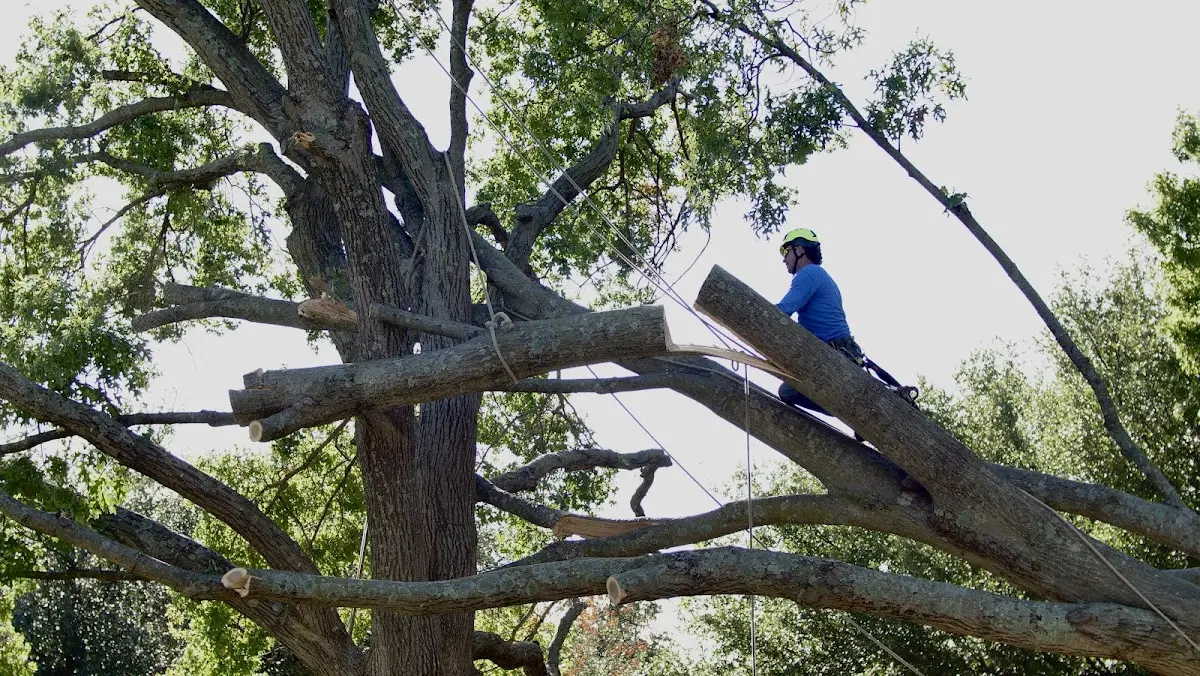 Professional Crown Thinning performed by certified arborists in East Dennis